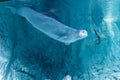 Beluga swimming in the oceanographic aquarium Royalty Free Stock Photo