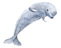 Beluga toothed whale from the family of narwhal. Watercolor illustration. I Royalty Free Stock Photo