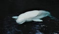 Beluga wale Royalty Free Stock Photo