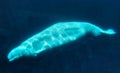Beluga wale Royalty Free Stock Photo