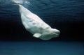 Beluga whale Royalty Free Stock Photo