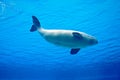 Beluga whale Royalty Free Stock Photo