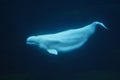 Beluga whale Royalty Free Stock Photo