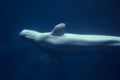 Beluga Whale Royalty Free Stock Photo