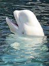 Beluga Whale