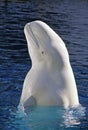 Beluga whale