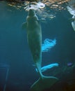 Beluga whale Royalty Free Stock Photo