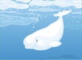 Beluga whale in an arctic sea