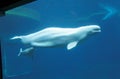 Beluga Whale and Calf Royalty Free Stock Photo