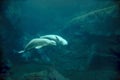 Beluga Whale Courtship Royalty Free Stock Photo