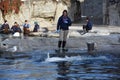 Beluga whale feeding at Mystic Aquarium in Connecticut Royalty Free Stock Photo