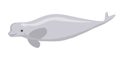 Beluga whale. Flat illustration of white whale vector icon Royalty Free Stock Photo