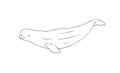 Beluga Whale line vector illustration. Arctic white whale sketch art on white background Royalty Free Stock Photo