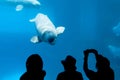 Beluga whale and people Royalty Free Stock Photo