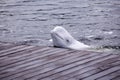 Friendly beluga whale lays head on the deck