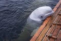 Friendly beluga whale shows up and lays head on the board