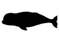 Beluga whale silhouette Royalty Free Stock Photo