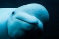 Beluga Whale Stares into the Camera Royalty Free Stock Photo