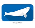 Beluga whale swimming in the water, flat icon, vector illustration Royalty Free Stock Photo