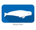 Beluga whale swimming in the water, flat icon, vector illustration Royalty Free Stock Photo