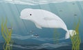 The beluga whale swims in cold ocean water. Ocean floor with dark sand, long algae and schools of fish. Aquatic mammals of the Arc Royalty Free Stock Photo