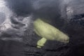 Beluga whale swims underwater away from the viewer