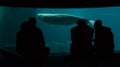 People sit in front of an aquarium window with a Beluga whale Royalty Free Stock Photo