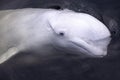 Friendly beluga whale swims close by with mouth shut