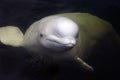 Friendly beluga whale swims from underwater close by with mouth shut
