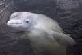 Beluga whale swims from underwater close by with mouth shut looking at the viewer