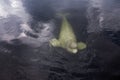 Beluga whale swims underwater towards the viewer and looks up