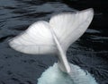 Beluga whale tail Royalty Free Stock Photo