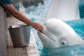 Beluga Whale and Trainer at Marineland Canada Royalty Free Stock Photo