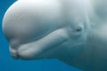 Beluga Whale Underwater with His Eye Closed Royalty Free Stock Photo