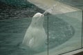 Beluga whale with waterflow Royalty Free Stock Photo