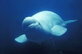 Beluga whale or White Whale, delphinapterus leucas Royalty Free Stock Photo