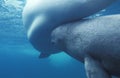 Beluga whale or White Whale, delphinapterus leucas, Mother and Calf Royalty Free Stock Photo