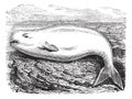 Beluga Whale or White Whale or Delphinapterus leucas, vintage engraving