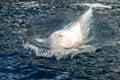 Beluga whale white dolphin portrait