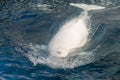 Beluga whale white dolphin portrait