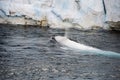 Beluga whale white dolphin portrait