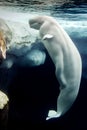 Beluga whale white dolphin portrait Royalty Free Stock Photo