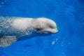 Beluga whale white whale Royalty Free Stock Photo