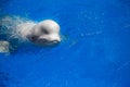 Beluga whale white whale Royalty Free Stock Photo