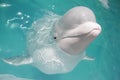 Beluga whale (white whale) Royalty Free Stock Photo