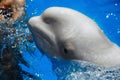 Beluga whale white whale Royalty Free Stock Photo