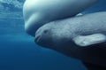 Beluga Whale or White Whale, delphinapterus leucas, Female with Calf Royalty Free Stock Photo