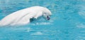 Beluga whale (white whale) in water