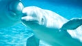 Beluga whales Royalty Free Stock Photo