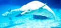 Beluga whales Royalty Free Stock Photo